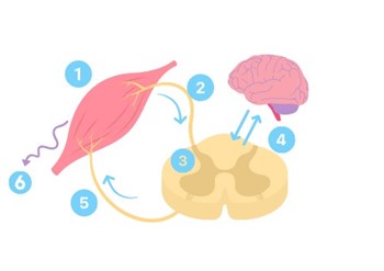 Spasticité Brain Mouv'